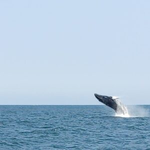 AVISTAMIENTO DE BALLENAS