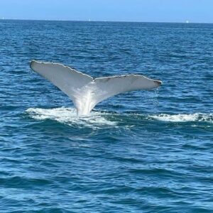 AVISTAMIENTO DE BALLENAS + NADO CON TORTUGAS