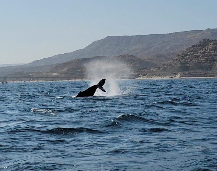 IMG-20240722-WA0188