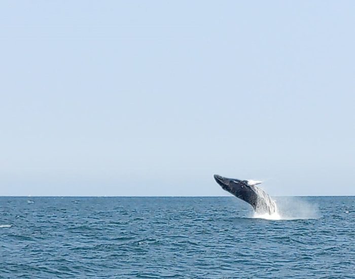 AVISTAMIENTO DE BALLENAS